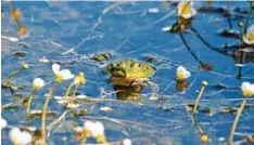  ??  ?? Was schaut denn da aus dem Wasser? Unsere Flüsse und Seen sind Lebensraum für eine ganze Reihe an Tierarten.