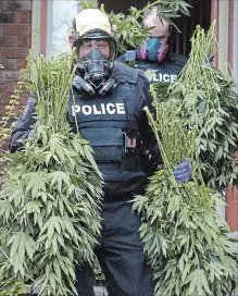  ?? METROLAND ?? Police officers remove marijuana plants from a grow-op in this file photo.