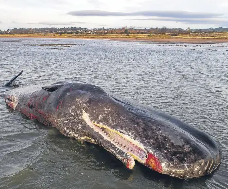  ??  ?? A LIFEBOAT crew was called into action at a Tayside beach after a sperm whale washed up on the sand.
The coastguard requested the launch of Broughty Ferry Lifeboat at around 9pm yesterday following reports of a young whale beached