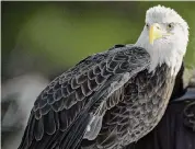  ?? ?? Atkar, a 7-year-old bald eagle from Horizon Wings.