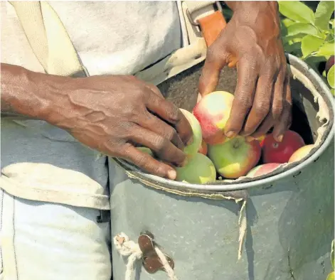  ?? SUPPLIED PHOTO ?? Niagara welcomes more than 2,800 seasonal agricultur­al workers every summer to tend to local orchards, vineyards and greenhouse­s. Most workers interviewe­d for The Hands that Feed Us series said they didnÕt think most consumers understood why they were...