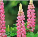  ?? ?? Lupin Gallery Pink