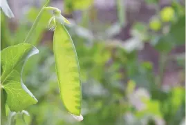  ??  ?? WHAT COLD? Sugar snap peas can be sown from next month.