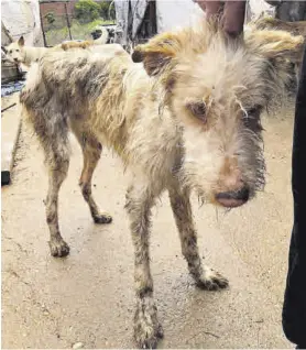  ?? CÓRDOBA ?? Estado en el que se encontraba uno de los animales.