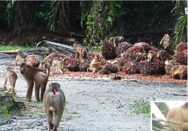  ??  ?? Varied diet: Pig-tailed macaques feasting on palm oil fruit. (Inset) a pig-tailed eating a rat in an oil palm plantation.