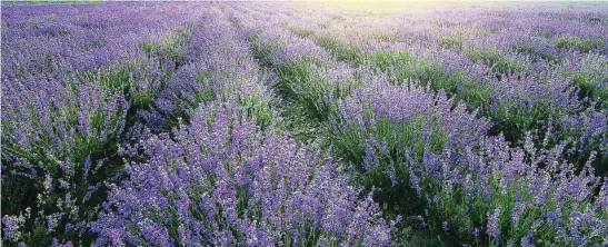  ??  ?? Panorámica de un campo lavanda en pleno apogeo