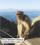  ??  ?? One of Gibraltar’s infamous residents strikes a pose
