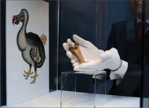  ?? (File Photo/AP/Matt Dunham) ?? A rare fragment of a dodo femur bone is displayed March 27, 2013, next to an image of a member of the extinct bird species at Christie’s auction house’s premises in London. Colossal Bioscience­s has raised an additional $150 million from investors to develop genetic technologi­es that the company claims will help to bring back some extinct species, including the dodo.