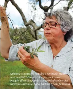  ??  ?? Fabienne Maestracci, installée à Bonifacio, produit environ 4 000 l d’huile d’olive par an. Femme engagée, elle milite pour la sauvegarde des oliveraies anciennes, menacées par la bactérie Xylella fastidiosa.