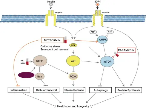  ??  ?? From yeast to humans, the same basic circuit controls the ageing process. The points where candidate treatments tweak the components of the circuit are indicated.