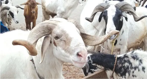  ?? PHOTO: FEMI ADEBESIN- KUTI ?? Rams on display at Lafenwa, Abeokuta, Ogun State ahead of Sallah celebratio­n... yesterday.