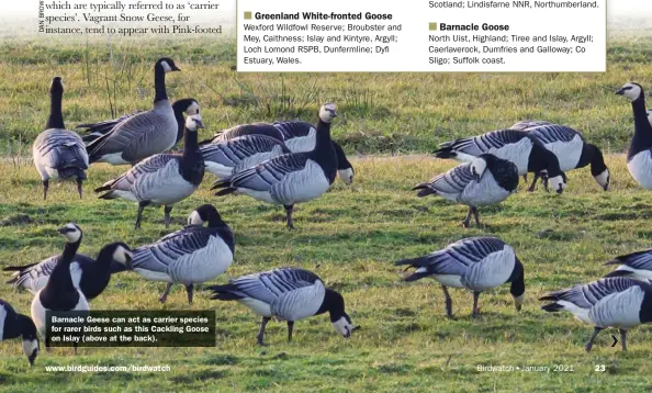  ??  ?? Barnacle Geese can act as carrier species for rarer birds such as this Cackling Goose on Islay (above at the back).