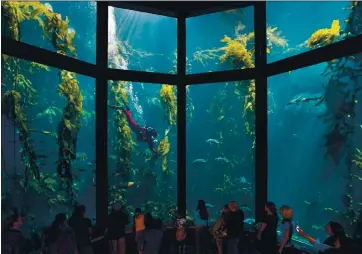  ?? PHOTO BY RANDY WILDER — MONTEREY BAY AQUARIUM ?? Visitors watch a SCUBA diver in the Kelp Forest exhibit at the Monterey Bay Aquarium, which will reopend next month.