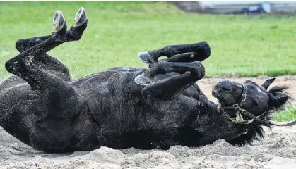  ?? PHOTO: GETTY IMAGES ?? Stay cool . . . Caulfield Cup third favourite The Cliffsofmo­her has a roll in the sand after a trackwork session at Werribee yesterday.