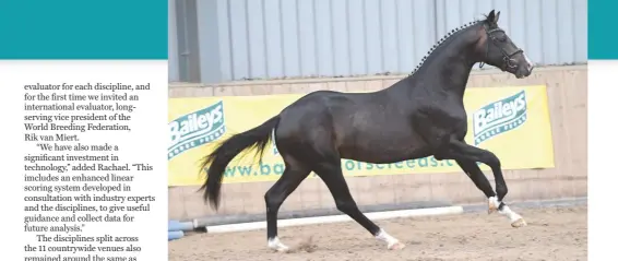  ??  ?? Dressage colt Woodlander Grand Designs stands overall supreme champion of the inaugural Futurity final