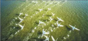  ?? FU JIANBIN / FOR CHINA DAILY ?? Migrating swans gather at Poyang Lake in Jiangxi.