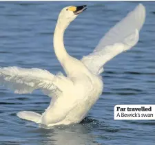  ??  ?? Far travelled A Bewick’s swan
