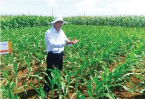  ??  ?? Through SEAMS, corn field conditions can be monitored from the sky.