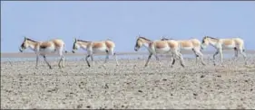  ?? HT PHOTO ?? Little Rann of Kutch is the lone abode of the endangered Indian wild ass.