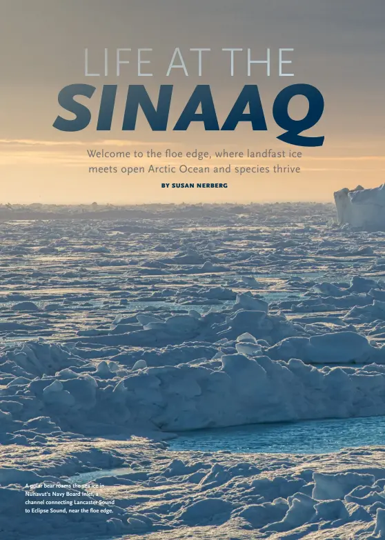  ??  ?? A polar bear roams the sea ice in Nunavut’s Navy Board Inlet, a channel connecting Lancaster Sound to Eclipse Sound, near the floe edge.