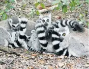  ??  ?? CHILL TIME : Ringtailed lemurs cuddle at Monkeyland