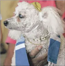  ?? | ROBERT SULLIVAN/AFP/GETTY IMAGES ?? Columbo the poodle may be wearing a yarmulke and prayer shawl, but does that mean he has to keep Passover?