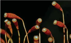  ?? Photograph: Phil Gates ?? Capillary thread-moss spore capsules respond to moisture changes, regulating spore release.