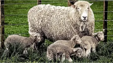  ?? VANESSA LAURIE/ STUFF ?? Some claim sheep farming will suffer mightily under the proposed levies for farmbased greenhouse gas emissions.