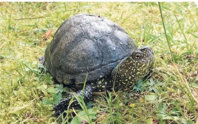  ?? FOTO: FRANK GENNES ?? Die europäisch­e Sumpfschil­dkröte Matilda wurde in einem Düsseldorf­er Garten gefunden. Bevor sie im Frühjahr ausgewilde­rt wird, lebt sie im Zoo Frankfurt.