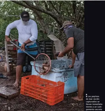  ??  ?? 1 Los pepinos de mar recién capturados se llevan inmediatam­ente a un campamento secreto donde pesan, pagan y procesan estos animales.