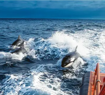  ?? Foto: Spanisches Verkehrsmi­nisterium, dpa ?? Dieses vom spanischen Verkehrsmi­nisterium zur Verfügung gestellte Bild zeigt drei Orcas, die neben einem Seenotrett­ungsboot schwimmen.