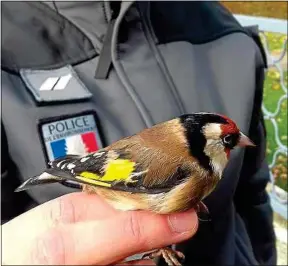  ??  ?? Un chardonner­et élégant saisi par les agents de l’ONCFS du Nord.