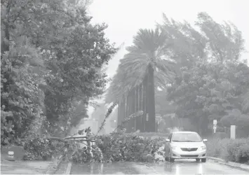  ?? ASSOCIATED PRES ?? A car drives around a tree downed by winds from Hurricane Irma in Golden Beach, Florida.