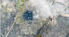  ?? Foto: Sammlung Nagengast ?? Die Kröten und Frösche wandern zu ihren Laichgewäs­sern und legen dort sogenannte Laichballe­n ab.