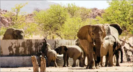  ?? ?? Massive… Namibia has a huge elephant population.