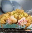  ?? Foto: dpa ?? Hier siehst du eine Krabbe mit ihren Anemonen Puscheln.