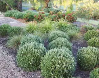  ??  ?? Left: Grey Box™ Westringia forms a natural ball shape even without trimming. In the background is the dome-shaped groundcove­r form, Mundi™ Westringia.