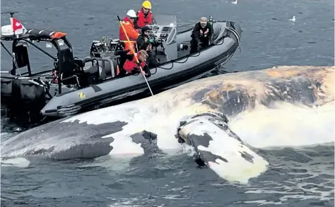  ?? HANDOUT/MARINE ANIMAL RESPONSE SOCIETY ?? Veterinari­ans examining the carcasses of six right whales found dead in the Gulf of St. Lawrence this summer say four died from blunt force trauma, one was entangled in fishing gear and the other was too decomposed to say for sure.