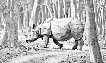  ?? — AFP photo ?? A one horn rhino walks through the Pobitora Wildlife Sanctuary, as Indian forestry officials conducted a census of the endangered species in Pobitora – having the highest concentrat­ion of Indian one-horned rhinos in the world – some 45km from Guwahati.