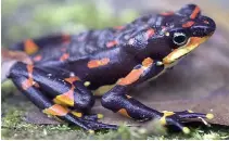  ??  ?? At-risk creatures include the Sumatran rhino, above, the ivory-billed woodpecker, top right, the Espanola giant tortoise, right, and the harlequin frog, left