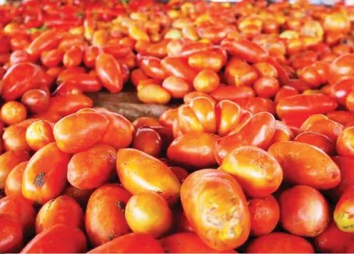  ??  ?? From Ibrahim Musa Giginyu, Kano Tomato affected by pests