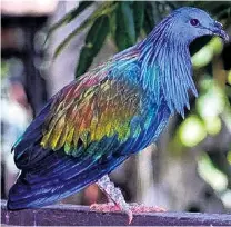  ?? PHOTO: CANTERBURY MUSEUM ?? A new pigeon species, the Zealandian dove, which is related to the extinct dodo, has wing bones very similar to members of a group that includes the Nicobar pigeon (Southeast Asia), the toothbille­d pigeon (found only in Samoa), and the crowned pigeons...