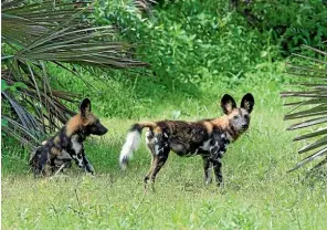  ??  ?? You’re more likely to see African wild Dogs in Katavi National Park, Tanzania than tourists.