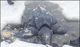  ?? SUE MACLEAN/FACEBOOK ?? It is unclear when this leatherbac­k turtle died or why it was in the Bras d’or Lake in the winter when it should have been in the Caribbean. Although people have reported seeing the turtles in the lake, this is the first recorded sighting.