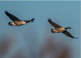  ?? ?? In Wales, Canada geese, as well as greylag, are no longer a rare addition to a wildfowler’s bag