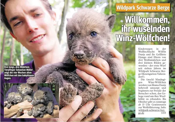  ??  ?? Drei Jungs, drei Mädchen: Tierpflege­r Sebastian Müller zeigt die vier Wochen alten Wölfchen mit den babyblauen Augen.