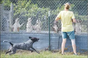  ?? ?? Stephanie Robinson, a volunteer with the Artemis Project, feeds dogs Friday at the rescue. (NWA Democrat-Gazette/Hank Layton)