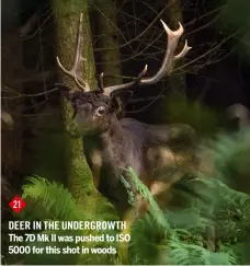  ??  ?? 21 DEER in THE UNDERGROWT­H The 7D Mk II was pushed to ISO 5000 for this shot in woods