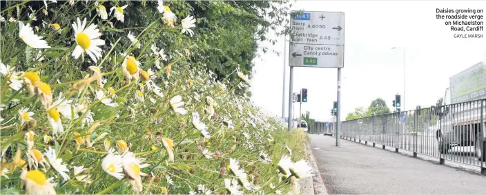  ?? GAYLE MARSH ?? Daisies growing on the roadside verge on Michaelsto­n Road, Cardiff