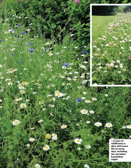 ??  ?? A mass of wildflower­s is alive with insect life on sunny days, including the red-tailed bumblebee (right)